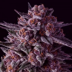 Gelato Dream - Cannabis Seeds
