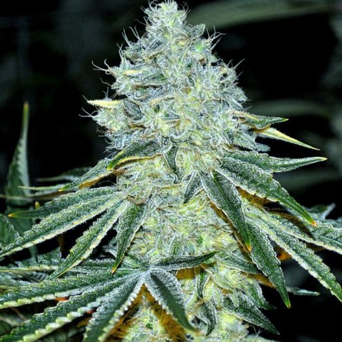 MAC - Cannabis Seeds