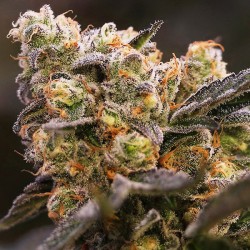 Nova OG - Feminized Cannabis Seeds
