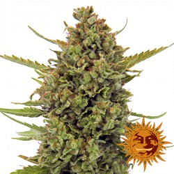 Acapulco Gold - Cannabis Seeds - Barney's Farm