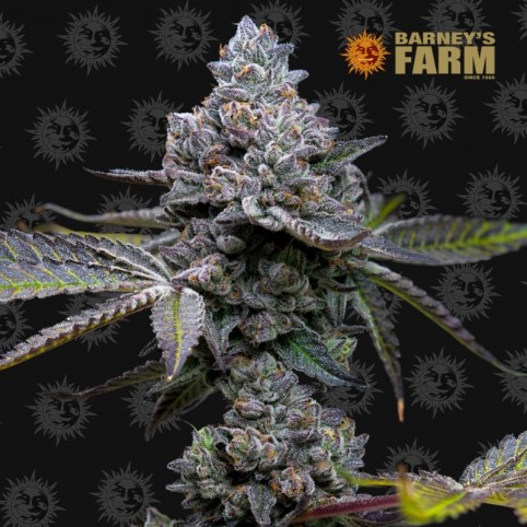 Apple Fritter by Barney's Farm