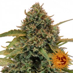 Bad Azz Kush - Cannabis Seeds