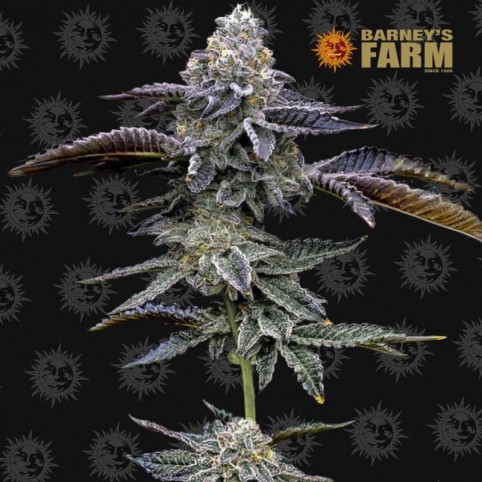 Blue Dream by Barney's Farm