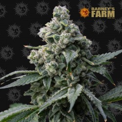 Bruce Banner by Barney's Farm