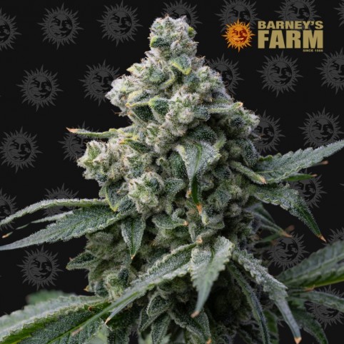 Bruce Banner by Barney's Farm