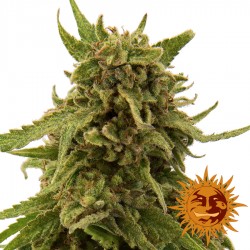 CBD Critical Cure - Cannabis Seeds - Barney's Farm