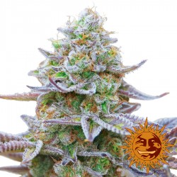 Gorilla Zkittlez - Cannabis Seeds