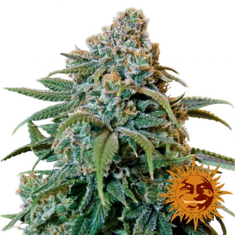 Liberty Haze - Cannabis Seeds - Barney's Farm