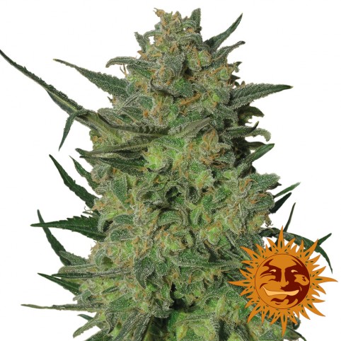 L.S.D - Marijuana Seeds - Barney's Farm