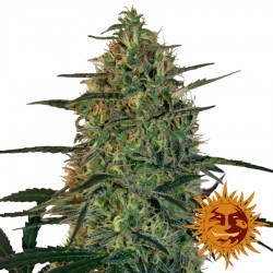Malana Bomb Auto - Cannabis Seeds - Barney's Farm