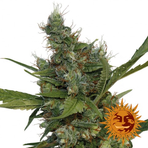 Morning Glory - Cannabis Seeds - Barney's Farm
