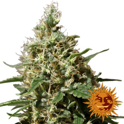 Peppermint Kush - Cannabis Seeds - Barney's Farm