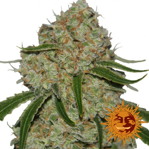 Phantom OG - Cannabis Seeds