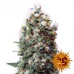 Phatt Fruity - Cannabis Seeds - Barney's Farm
