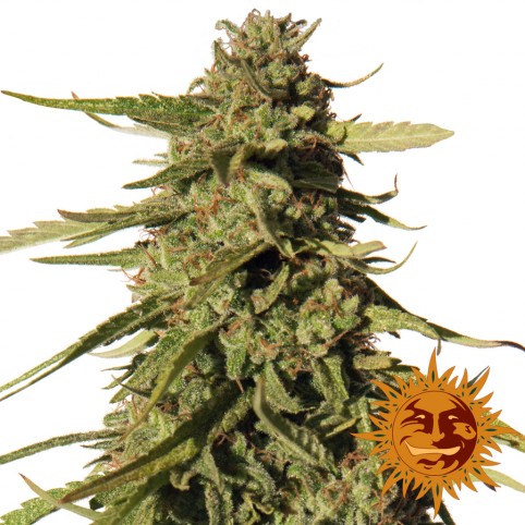 Red Cherry Berry - Cannabis Seeds