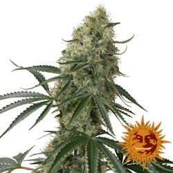 Sin Tra Bajo Auto - Cannabis Seeds - Barney's Farm