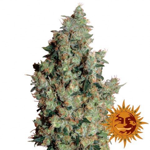 Tangerine Dream - Cannabis Seeds - Barney's Farm