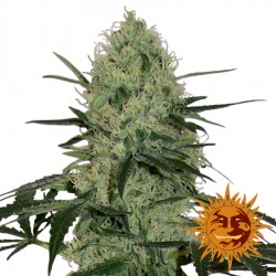 Tangerine Dream Auto - Cannabis Seeds - Barney's Farm