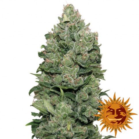 Top Dawg - Cannabis Seeds - Barney's Farm