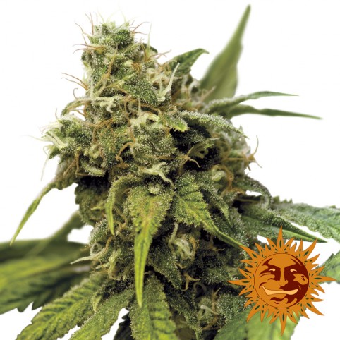 Utopia Haze - Cannabis Seeds - Barney's Farm