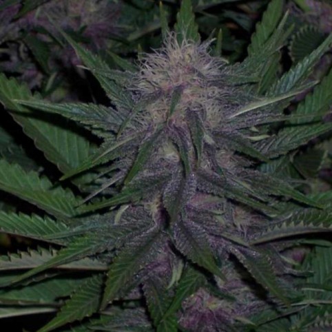 Blueberry - Bulk Cannabis Seeds