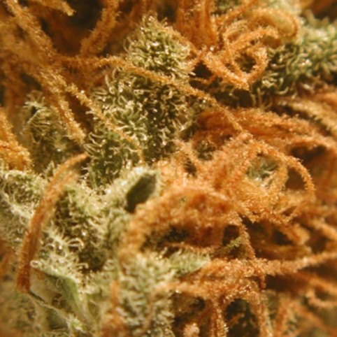 BC Monterey Jack - Marijuana Seeds