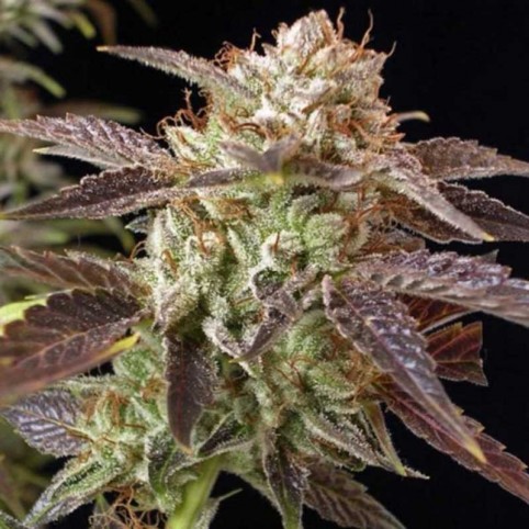 BC Kush - Marijuana Seeds