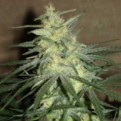 BC Mango - Marijuana Seeds