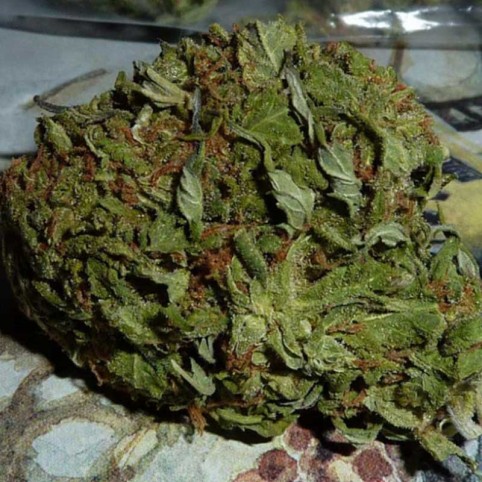 BC Pinewarp - Marijuana Seeds