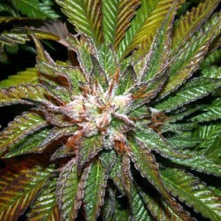 Shiatsu Kush - Marijuana Seeds