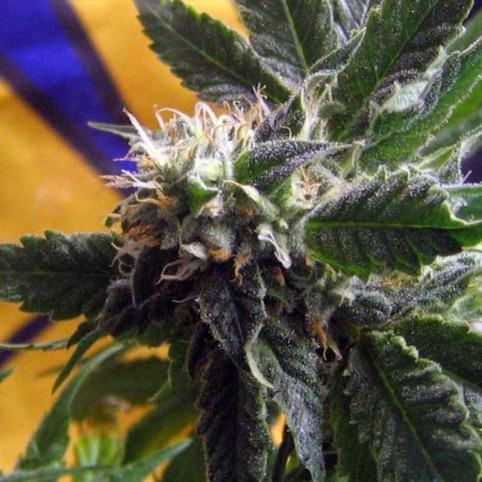 CBD God Bud - Marijuana Seeds