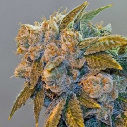 Chem Fire  - Marijuana Seeds