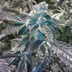 Girl Scout Cookies - Marijuana Seeds