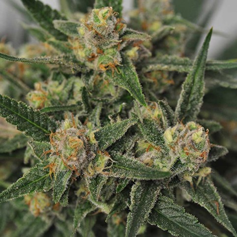 Harlequin Bx4 - Marijuana Seeds