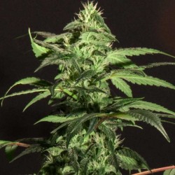 Jack Herer - Marijuana Seeds