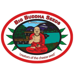 Cheese ( x Cheese Reversed ) Big Buddha Seeds