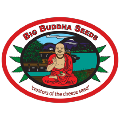 Cheese ( x Cheese Reversed ) Big Buddha Seeds