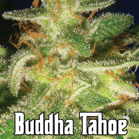 Buddha Tahoe Big Buddha Seeds