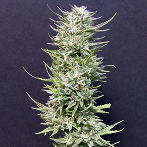 Big Freeze - Cannabis Seeds