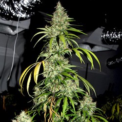 Bubblehead #13 - Cannabis Seeds