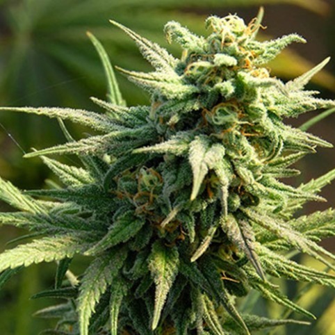 Buzz 'N' Smiles - Cannabis Seeds