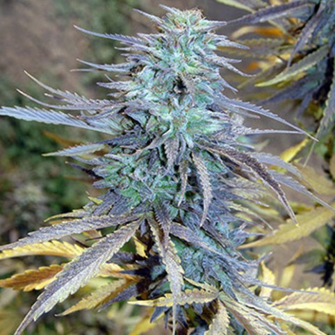 AK47 - Bulk Cannabis Seeds