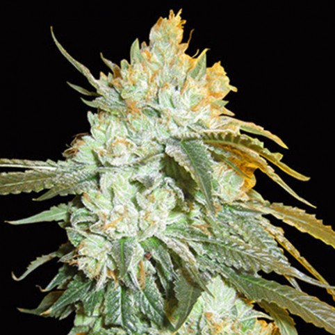 Head Stash Auto - Cannabis Seeds