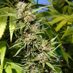 Headstone - Cannabis Seeds