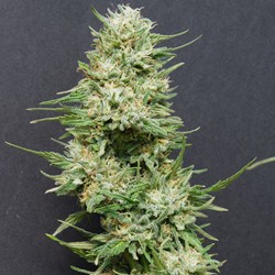 Heavy Head - Cannabis Seeds