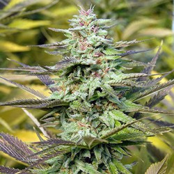 THC Pro - Cannabis Seeds