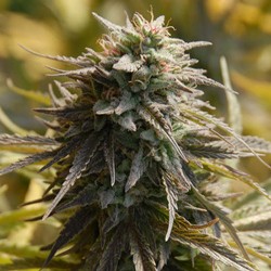 Trippy Gorilla - Cannabis Seeds