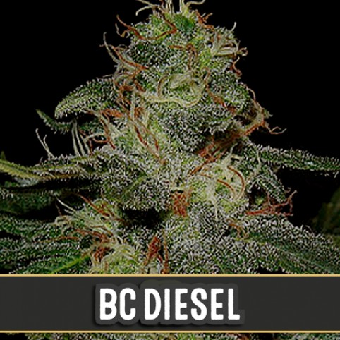 BC Diesel - Cannabis Seeds