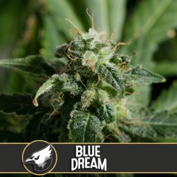 Blue Dream - Cannabis Seeds
