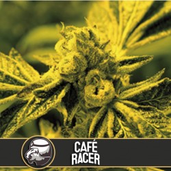 Café Racer - Cannabis Seeds